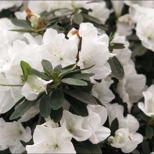 Meet your Posher, Lucas